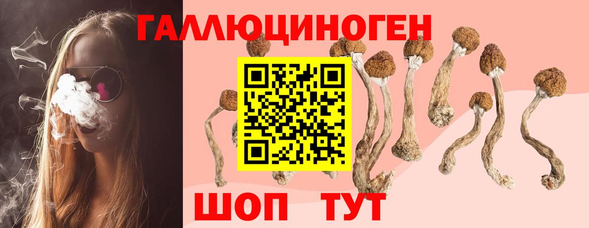 Псилоцибиновые грибы Psilocybe  Псилоцибиновые грибы прущие грибы  Вход с VPN  Курчатов 
